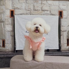 반려동물 베베 티셔츠 리뷰후기