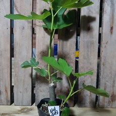 무화과 신품종 SV-UNK 포트화분 묘목1주 리뷰후기