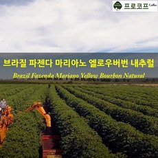 커피생두-브라질 옐로우버번 내추럴 리뷰후기
