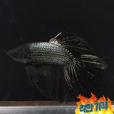 블랙 메탈릭 하프문 베타 실물개체 (HPM 109)