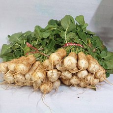 백산상회 알타리 리뷰후기