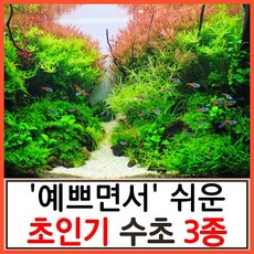 수초하우스) 예쁘면서도 쉬운 초인기 수초 3종 리뷰후기