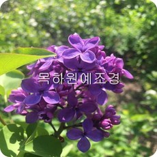 목하원예조경 신품종 유럽 라일락나무 묘목 전후 접목1년특묘
