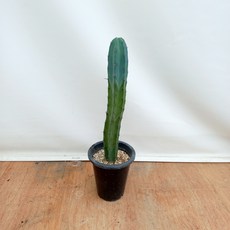 용신목 용심목