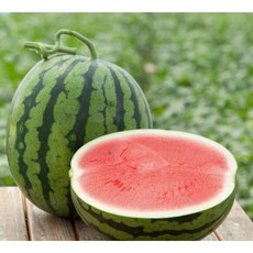 산지직송 새벽수확 스윗수박 씨없는수박 4-9kg, 스윗 수박(11브릭스), 6kg