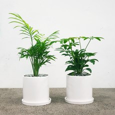 꽃피우는청년 천연가습기 실내공기정화식물 2종 세트 (테이블야자 홍콩야자), 유광 원형 화이트, 1세트