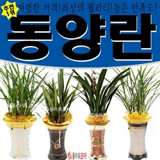 플라워조아 특별 옥화 동양란 개업 영전 승진 취임 리뷰후기