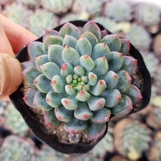 블루엘프 다육식물 선인장 리뷰후기