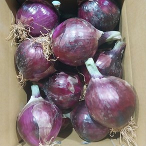 [무안농수산] 햇살머금은 자색양파//, 1박스, 10kg(대:개당중량 250g 내외)