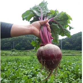 친환경 무농약 고당도 햇 비트 레드비트 2kg 3kg 5kg 10kg 1kg, 1박스, 무농약 햇비트 2kg(미니-아주작음)