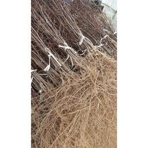 태조왕대추 사과대추 애플대추 묘목 사이즈: 특 대 상, 사이즈:대, 1개