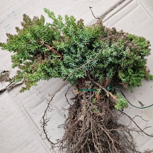 (연세원예) 좀눈향 삽목묘목 10주, 1개, 갯수