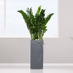 개업선물 BEST 1위 금전수+산세베리아 i-0495 사구플라워 본사 관리 (수도권 일부배송), 1개
