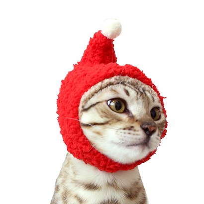 모모제리 고양이 강아지 요정 모자