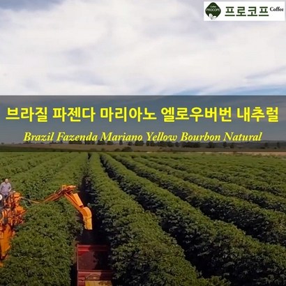 커피생두-브라질 옐로우버번 내추럴 리뷰후기