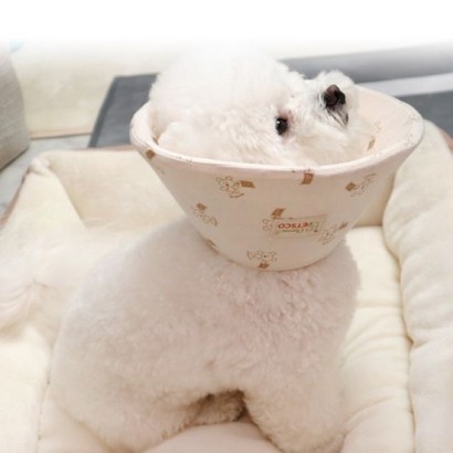 펫츠코 오가닉 카라 리뷰후기