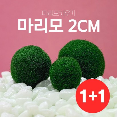 꽃이피는마을 마리모 단품 대형 리뷰후기
