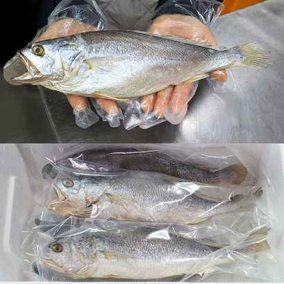 반건조 조기 5마리 / 큰조기 제수용 부세 굴비 제수용생선
