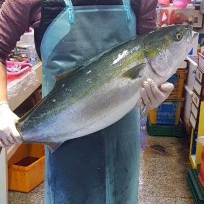 제주도 방어 대방어 특대방어 방어회 자연산