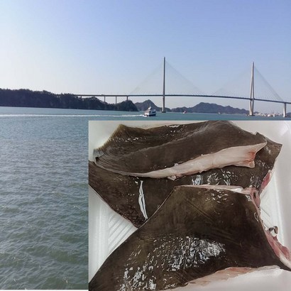 가오리 날개 찜용 500 목포 리뷰후기