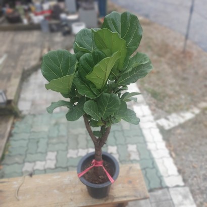 떡갈고무나무 중대품 최강상품 90 299