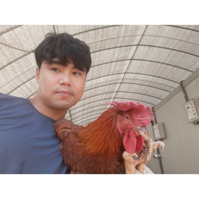 폐계닭 신선육 노계닭 산란닭 110마리
