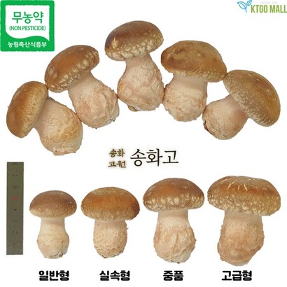 무농약 송화버섯 송고버섯 송화고버섯 송이표고 고기 향표고 버섯 송화고원 리뷰후기
