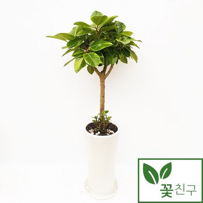 꽃친구 뱅갈고무나무 사기분 중형 대형 실내 거실 사무실 개업 축하 화분 전국 당일배송