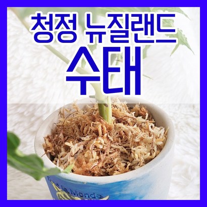 뉴질랜드 청정수태 접란 풍란 양란 난 분갈이 삽목 뉴질랜드산