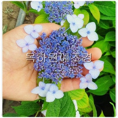 목하원예조경 수국나무 4치포트묘