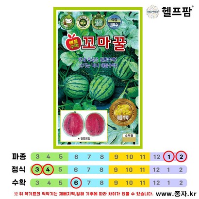 헬프팜 꼬마꿀 100립 애플수박 수박 씨앗 종자 KS종묘