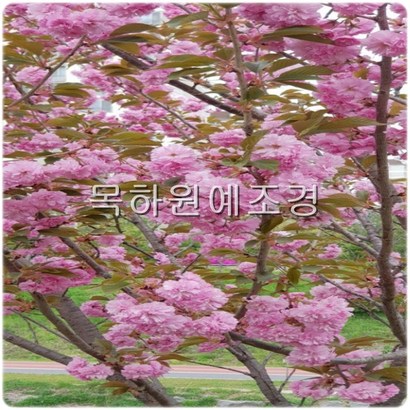 목하원예조경 벚나무 겹벚나무 개화주