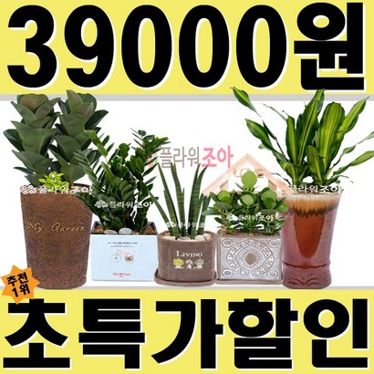 플라워조아 특별 공기정화식물 축하화분 개업선물 승진 취임 리뷰후기