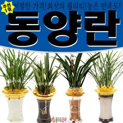 플라워조아 특별 옥화 동양란 개업 영전 승진 취임 리뷰후기