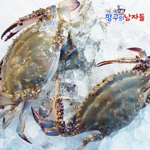 서해 태안 신진도 활 암꽃게 리뷰 후기