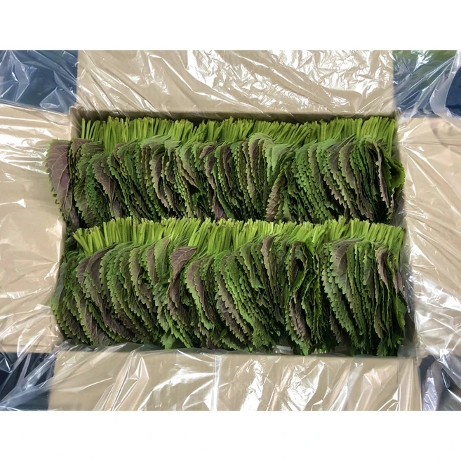 <GAP인증>500g 1kg 직접재배 당일수확 밀양깻잎, 1박스”> <h3><GAP인증>500g 1kg 직접재배 당일수확 밀양깻잎, 1박스</h3> <p class=