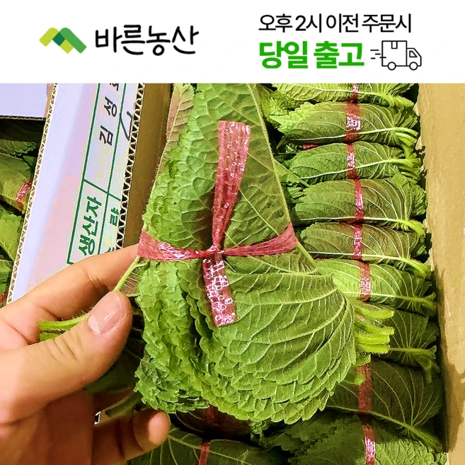 < 바른농산 > 국내산 깻잎 쌈채소 찹찹이깻잎, 1개, 2kg”> <h3>< 바른농산 > 국내산 깻잎 쌈채소 찹찹이깻잎, 1개, 2kg</h3> <p class=