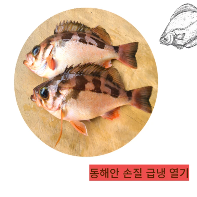동해안 손질 열기(불볼락) 1kg 2kg, 1개