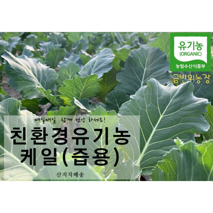 친화경 유기농 케일 (즙용), 1박스, 즙용 1kg