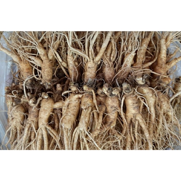 실속형 수삼 5년근 인삼 12-15뿌리 (오쿠용 홍삼용 실속인삼), 가정용 난발삼 750g (12-15뿌리), 2개