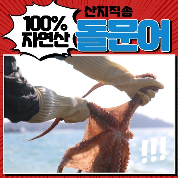 먹사부 산지 직송 여수 돌문어 숙회 자숙 문어 용 데친 문어 용 생물 문어 활문어 국산 자연산 남해 제철 제수용 요리용 생문어 1kg 2kg, 1 생물 문어 1kg (1~3마리 랜덤)