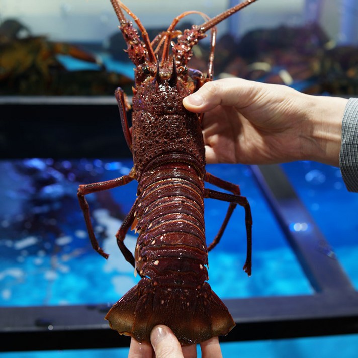 정글의법칙 살아있는 활 크레이피쉬 스파이니랍스터 600g~2.3kg, 생물 활 크레이피쉬 1kg ~ 1.3kg