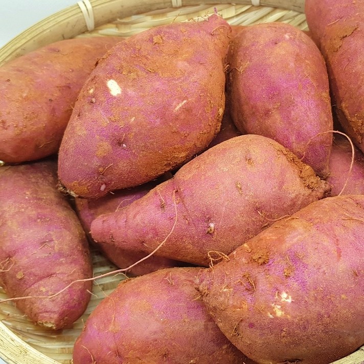 최고구마 21년 첫출하 팍팍한 햇꿀밤고구마 3 5 10kg 당일수확발송, 1box, 꿀밤못난이10kg(크기랜덤)