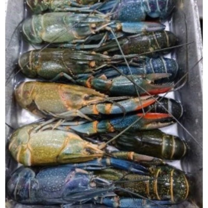 동아씨푸드 크레이피쉬 민물가재 마라롱샤 800g, 21-25미