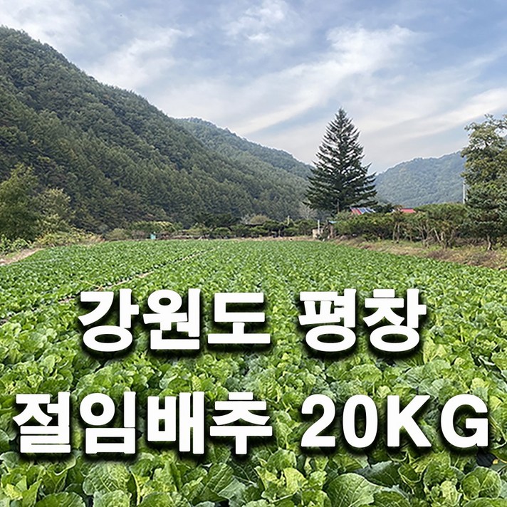 무르지 않는 강원 평창 명품 HAPPY700 고랭지 절임알타리무 절임배추 5KG 10KG 옵션에 절임배추 안나오면 전화 주세요. 주문확인되면 배송일 문자 드립니다., 알타리무 한박스(5kg), 김장 전날 11월 10일 도착