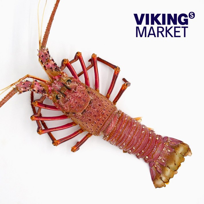 정글의법칙 활 스파이니랍스터 살아있는 크레이피쉬 1마리, 1.4-1.6kg