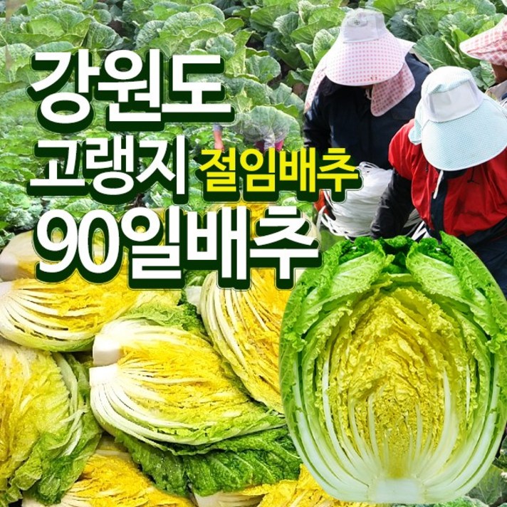 강원도 고랭지 절임배추 20kg 최고품종 김장배추, 28. 11월 10일 (수) 도착