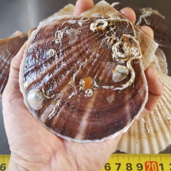 지웅수산 왕가리비 1kg, 1팩