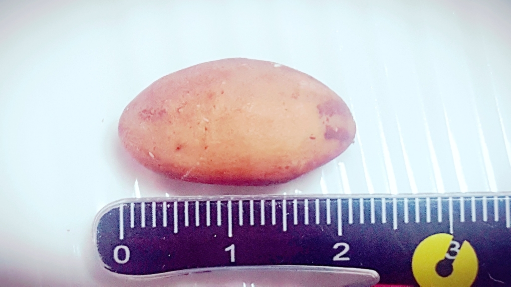 넛츠팜 브라질너트