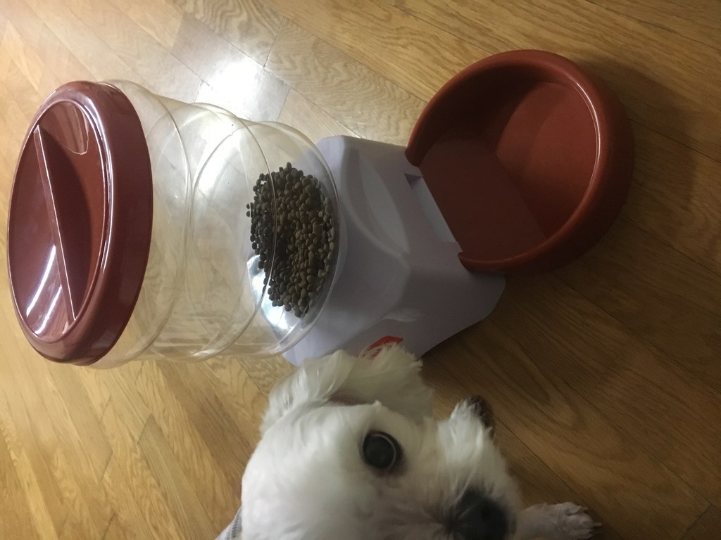 마이펫 퍼펙트 자동급식기 다크오렌지